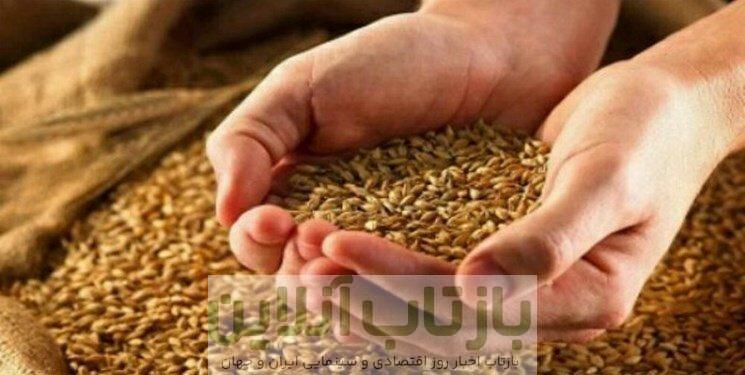 قیمت جدید گندم اعلام شد/ ایمانی: حق بیمه را کسر کنند، قیمت گندم تا این عدد کاهش مییابد